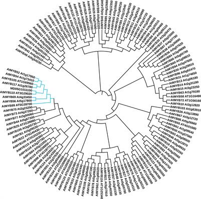 MdMYB52 regulates lignin biosynthesis upon the suberization process in apple